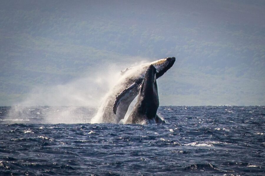 Kaanapali: Whale Watching Cruise with Open Bar - What the open bar adds while you’re waiting for sightings