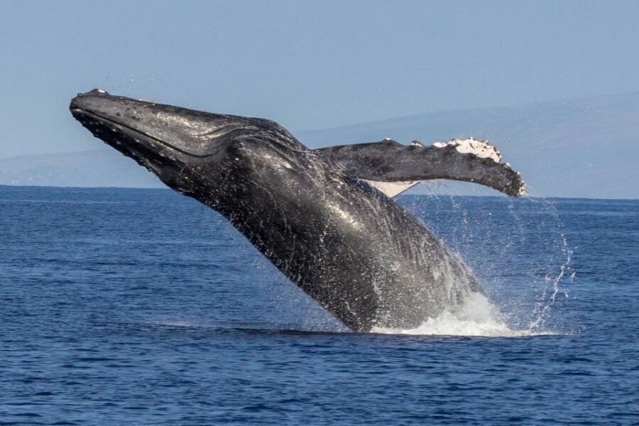 Kaanapali: Whale Watching Cruise with Open Bar - Price check: is $103 worth it for a 2-hour whale cruise?