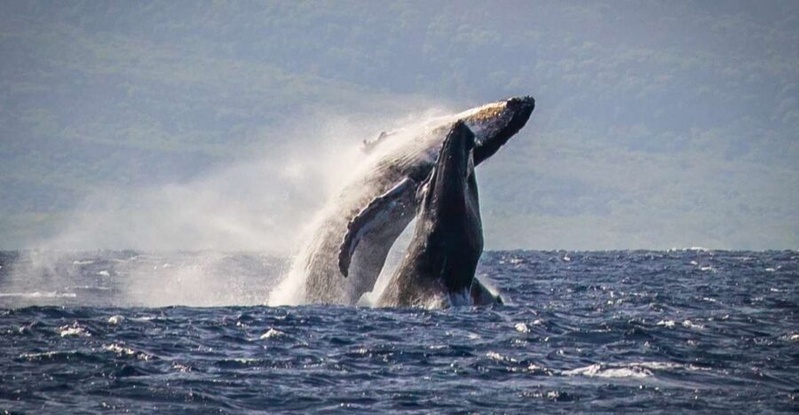 Kaanapali: Whale Watching Cruise with Open Bar - Two hours built around humpback activity in Kaanapali