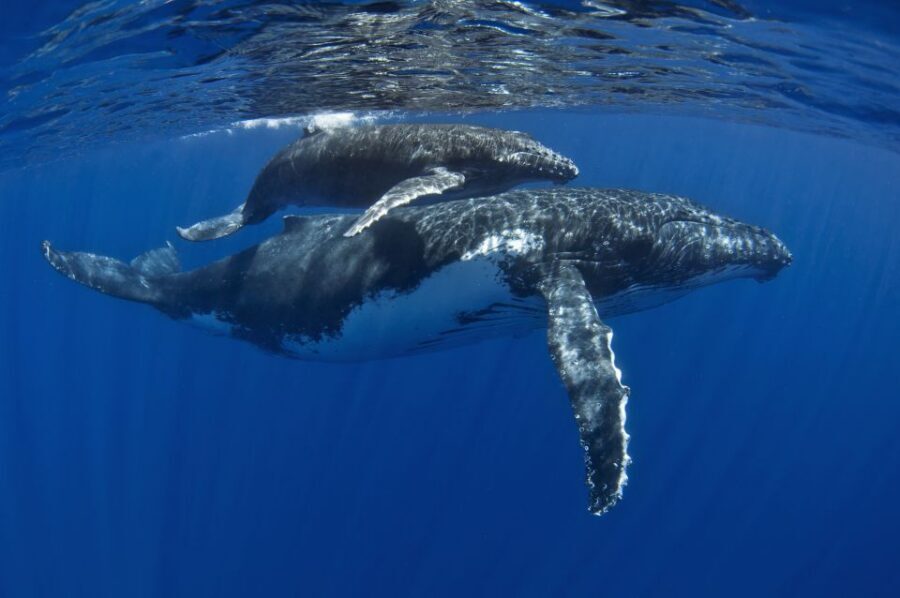 Kayak and Snorkel West Maui at Olowalu - The guide factor: marine ecology, whale biology, and Hawaiian context