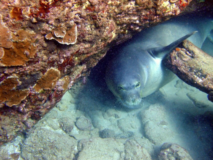 Kayak and Snorkel West Maui at Olowalu - Price and value: is $109 a good deal for 4 hours?