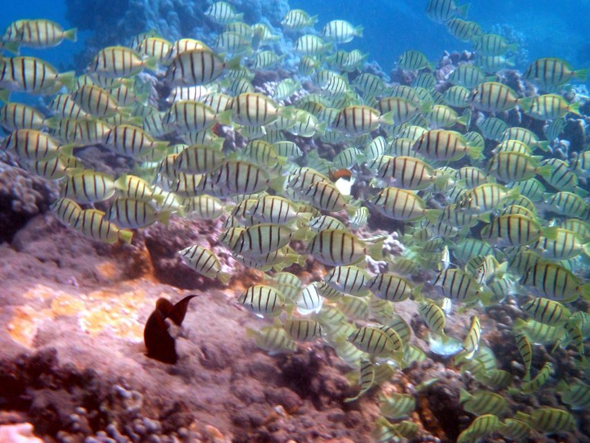 Kayak and Snorkel West Maui at Olowalu - What to bring and how to prepare for basic swimming