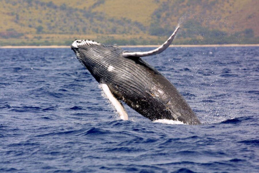 Kayak and Snorkel West Maui at Olowalu - Kayaking time and humpback scanning from the water