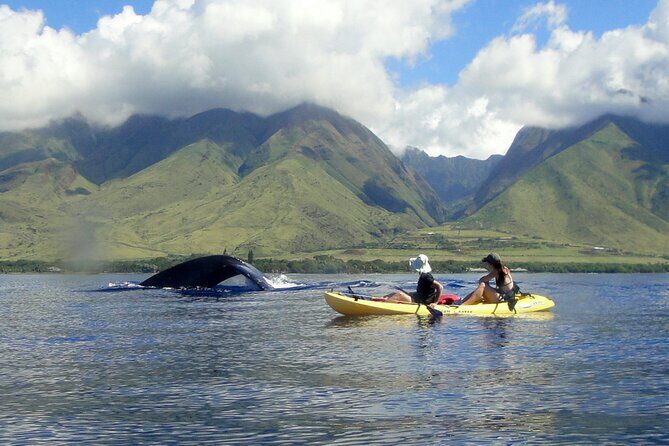 Kayak, Whale Watch and Snorkel - Getting to the Water: Lahaina Morning Start and Small-Group Energy