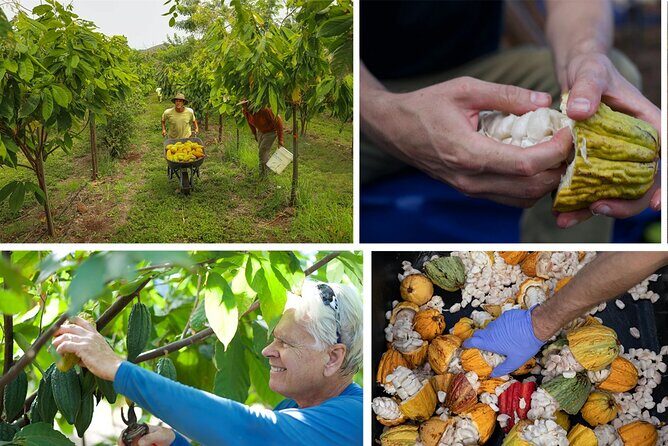 Lahaina: Maui Ku'ia Estate Guided Cacao Farm Tour and Tasting - Ku’ia Cacao Farm Tour: What Makes It Different From a Basic Chocolate Shop Stop