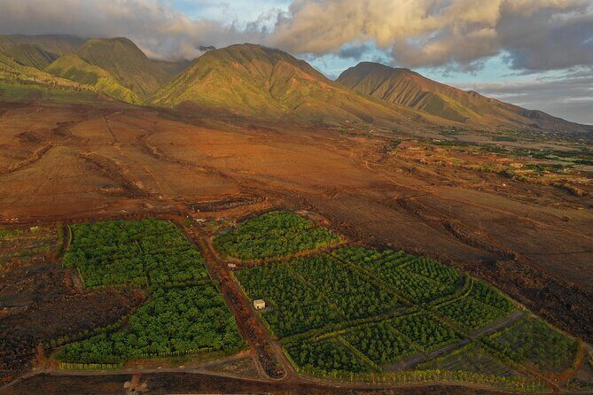 Lahaina: Maui Ku'ia Estate Guided Cacao Farm Tour and Tasting - On the Farm: Harvesting Pods and Seeing Cacao Up Close