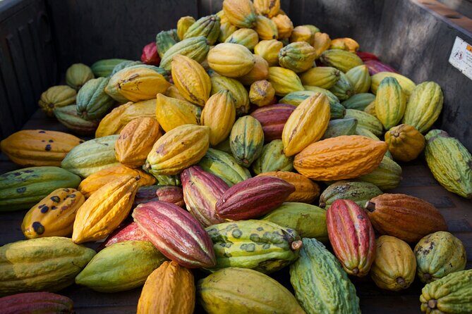 Lahaina: Maui Ku'ia Estate Guided Cacao Farm Tour and Tasting - Small-Group Reality: How Crowded Might It Feel?