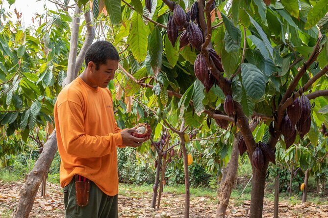 Lahaina: Maui Ku'ia Estate Guided Cacao Farm Tour and Tasting - Price and Value: Is $99.48 Worth It?