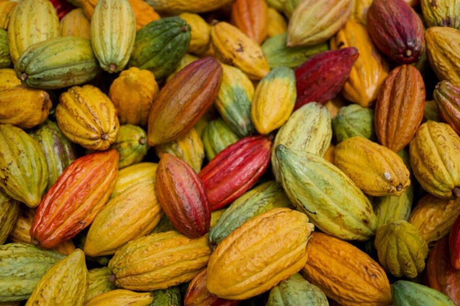 Lahaina: Maui Ku'ia Estate Guided Cacao Farm Tour & Tasting - Key Points You’ll Want to Know
