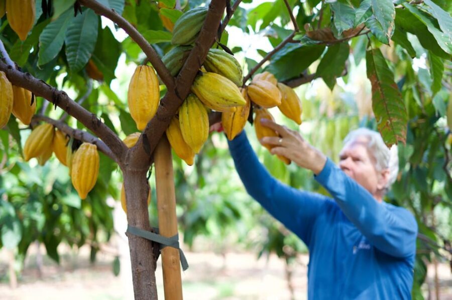 Lahaina: Maui Ku'ia Estate Guided Cacao Farm Tour & Tasting - The 90-Minute Flow: How the Stops Fit Together