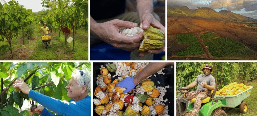 Lahaina: Maui Ku'ia Estate Guided Cacao Farm Tour & Tasting - Guides, Energy, and How Much Personality Changes the Experience