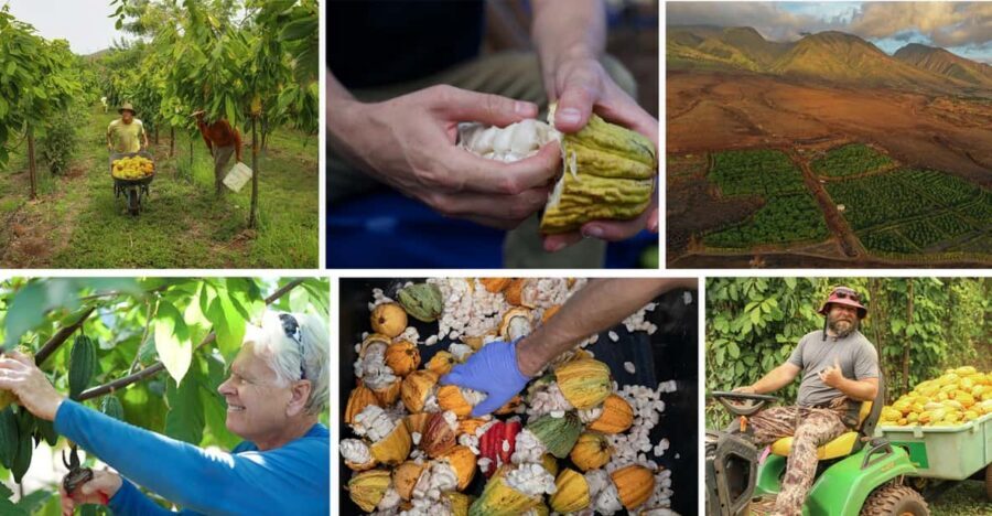 Lahaina: Maui Ku'ia Estate Guided Cacao Farm Tour & Tasting - Meeting Point and The Practical Reality of Getting Around