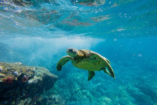 Lāna'i Coast Snorkel and Sail - Key Highlights You’ll Actually Care About