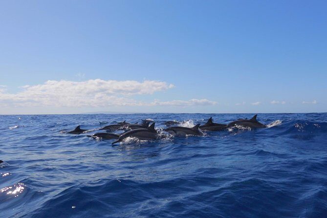 Lanai Deluxe Dolphin Adventure & 3 Snorkel Sites - Meet the crew vibe: leadership, speed, and safe fun