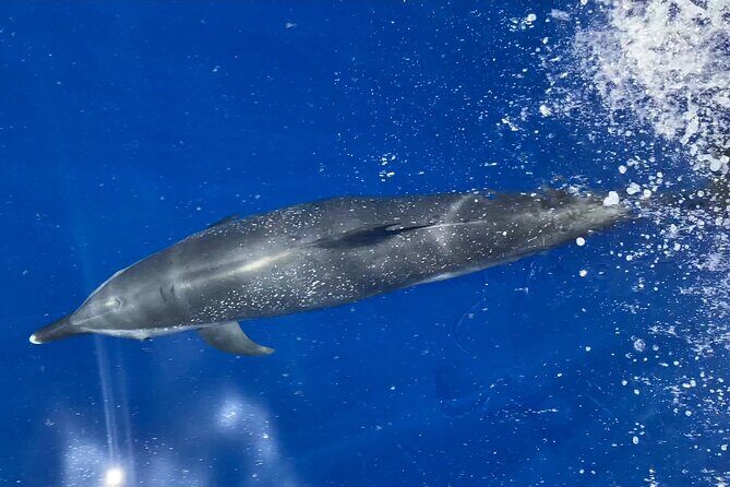 Lana'i Snorkel And Dolphin Quest with Maui Turtle Spot Tour - Key Highlights You’ll Feel on the Water