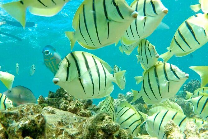 Lana'i Snorkel And Dolphin Quest with Maui Turtle Spot Tour - First Snorkel Stop: Lanai’s Remote Reef (Weather Permitting)