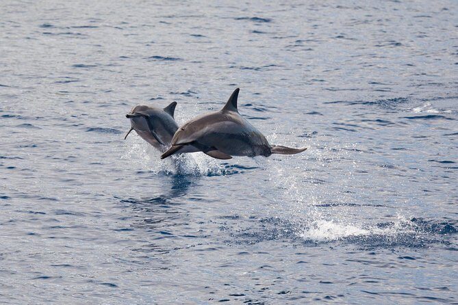 Lanai Snorkel and Dolphin Watch from Maalaea - Dolphin watch reality check: spinner dolphins are common, whales depend on season