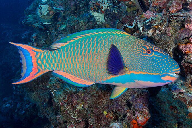 Lanai Snorkeling Half Day with Sea Scooter - Price and Value: What You’re Really Paying for at $192.80