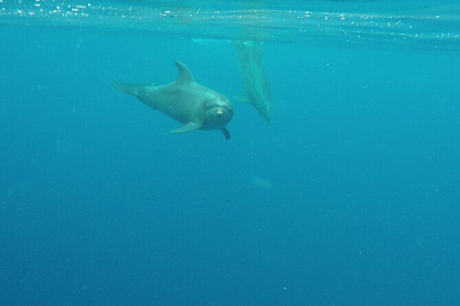 Lanai Snorkeling Half Day with Sea Scooter - Who Should Book This (and Who Should Skip It)