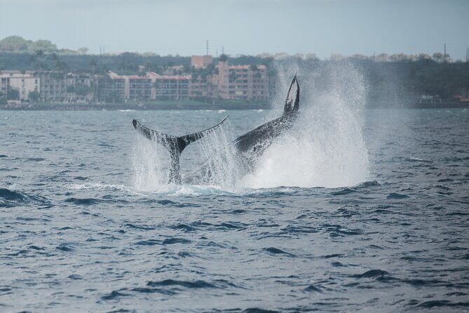 Luxury Catamaran Whale Watch - Luxury catamaran comfort: panoramic decks, shaded cabin, and restrooms that work