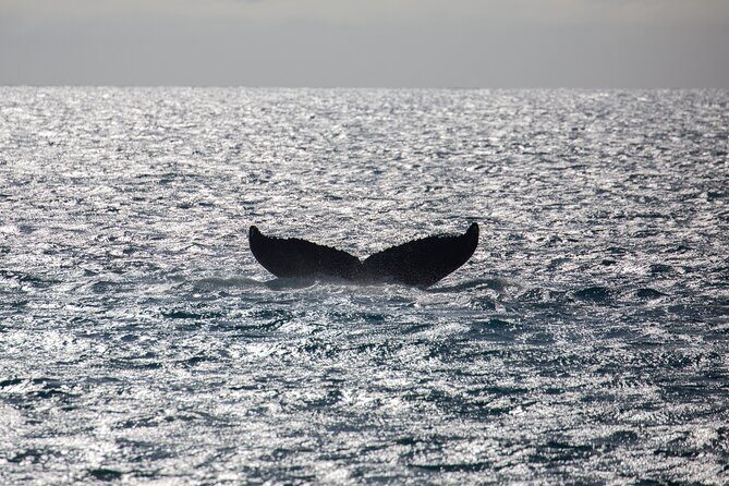 Luxury Catamaran Whale Watch - Price and value at $119: premium drinks without the surprise tab