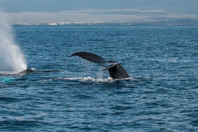 Luxury Catamaran Whale Watch - Who this whale watch is best for (and who should think twice)