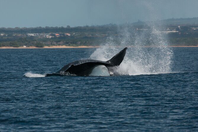 Luxury Catamaran Whale Watch - Marine naturalist + hydrophone whale songs: hearing humpbacks, not just seeing them