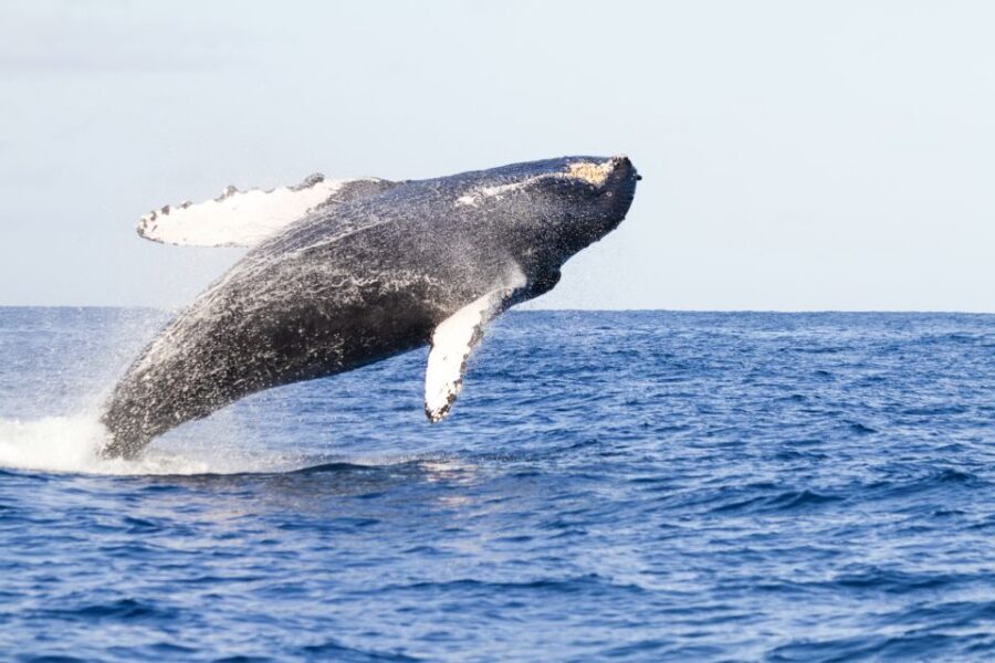 Ma'alaea Harbor: Whale Watching Tour Aboard Power Catamaran - The 2-hour itinerary: what actually happens once the boat leaves the harbor