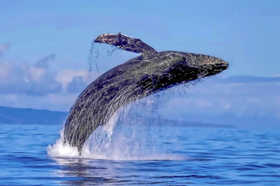 Ma'alaea Harbor: Whale Watching Tour Aboard Power Catamaran - Hydrophones and whale songs: the detail most tours skip