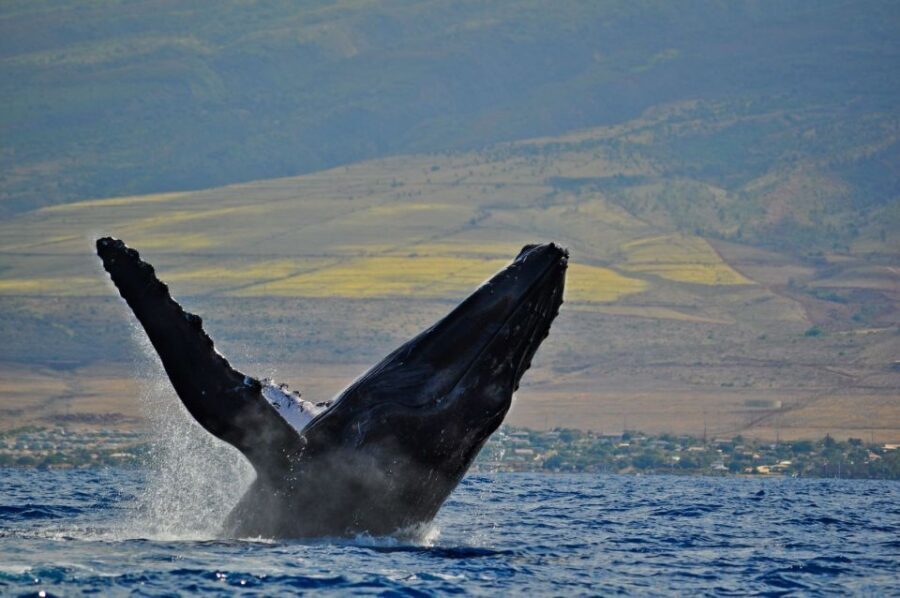 Ma'alaea Harbor: Whale Watching Tour Aboard Power Catamaran - Stop 2: Maalaea Bay whale watching and the moments you’ll remember