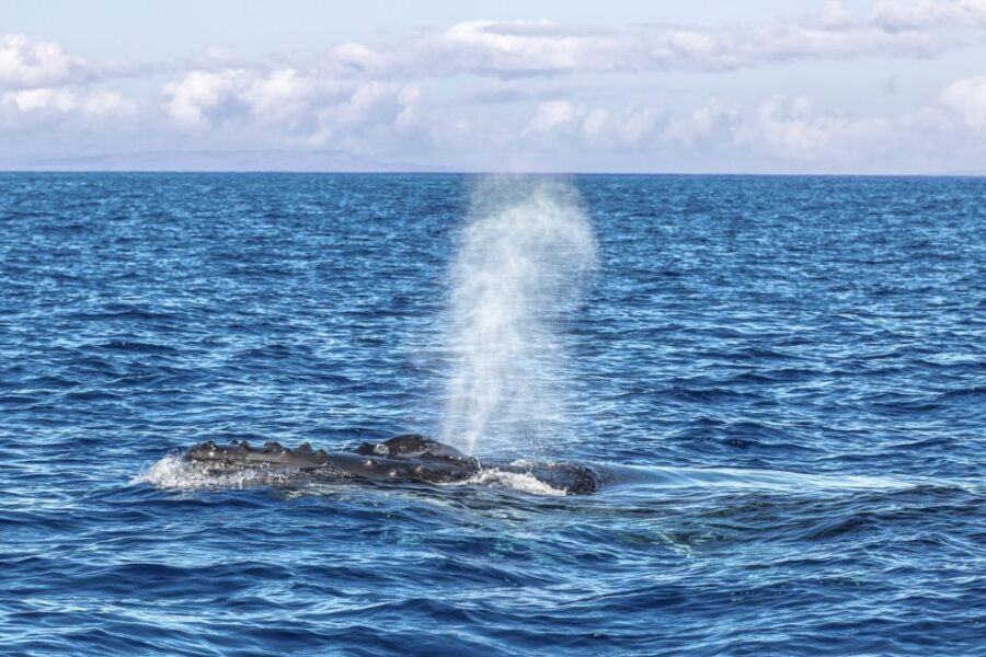 Ma'alaea Harbor: Whale Watching Tour Aboard Power Catamaran - Captains and crew narration: why the vibe stays fun