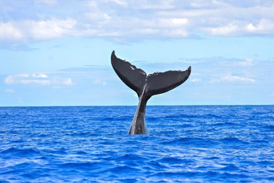 Ma'alaea Harbor: Whale Watching Tour Aboard Power Catamaran - Photography and camera timing for breaches and spy-hops