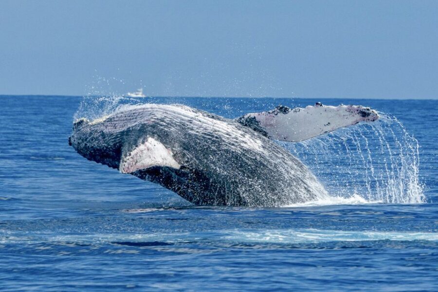 Ma'alaea Harbor: Whale Watching Tour Aboard Power Catamaran - Boarding the Quicksilver Charters catamaran: where to sit for the best view