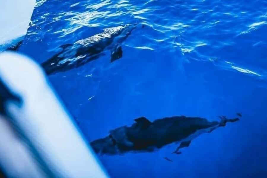 Maalaea: West Maui Snorkeling & Sailing Day Trip with Lunch - Maalaea Harbor: Start Smart, Start Early