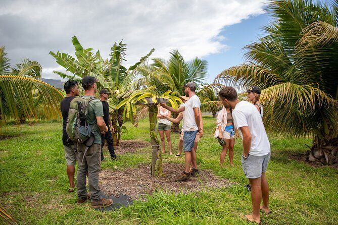 Macnut Tour, Picnic lunch and Maui Bees - Why this macnut tour feels different on Maui