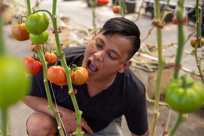 Macnut Tour, Picnic lunch and Maui Bees - Hydroponic greenhouse time: what you actually get to see