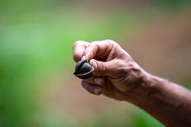 Macnut Tour, Picnic lunch and Maui Bees - Price and what you’re really getting for $123.75