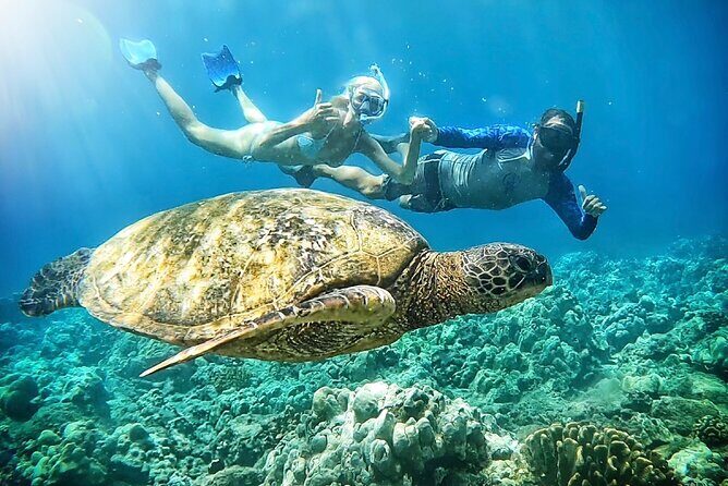Marine Biologist Guided Snorkel Tour from Shore at Turtle Town - Why Turtle Town Snorkeling Works: From Olowalu’s Reef Without a Boat