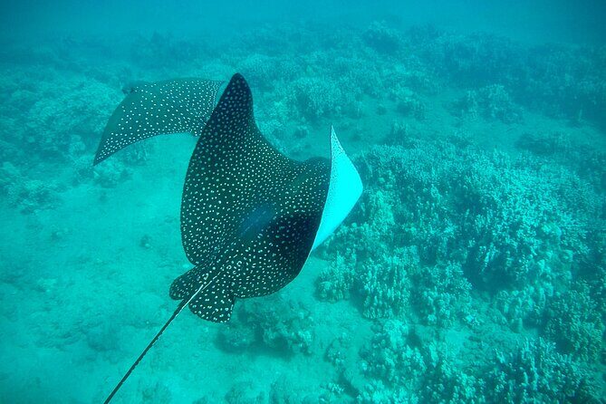 Marine Biologist Guided Snorkel Tour from Shore at Turtle Town - Ocean Conservation Talk Plus Tour Photos You’ll Actually Use