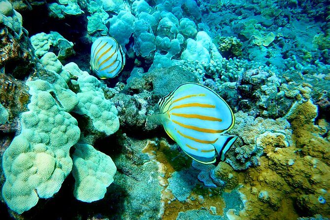 Marine Biologist Guided Snorkel Tour from Shore at Turtle Town - Comfort Notes: Swimming Skills, Water Temp, and Nausea