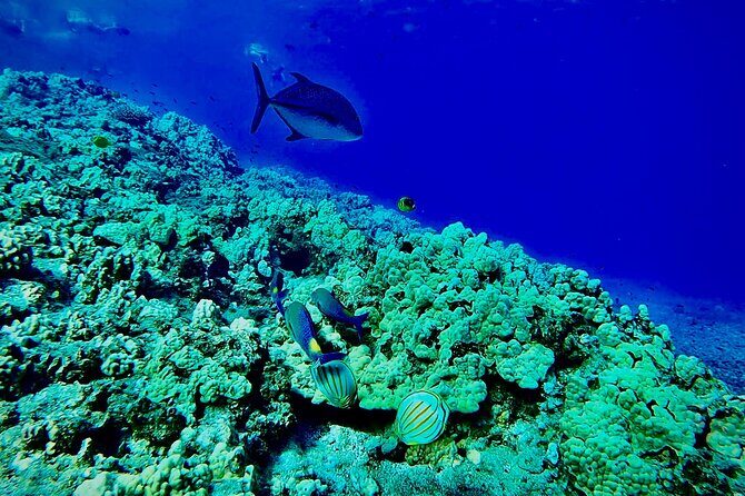 Marine Biologist Guided Snorkel Tour from Shore at Turtle Town - Who This Shore Snorkel Tour Fits Best