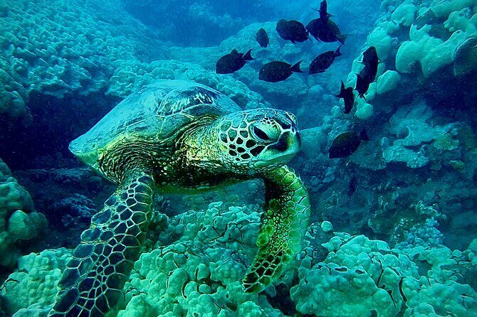 Marine Biologist Guided Snorkel Tour from Shore at Turtle Town - Should You Book This Tour or Skip It?