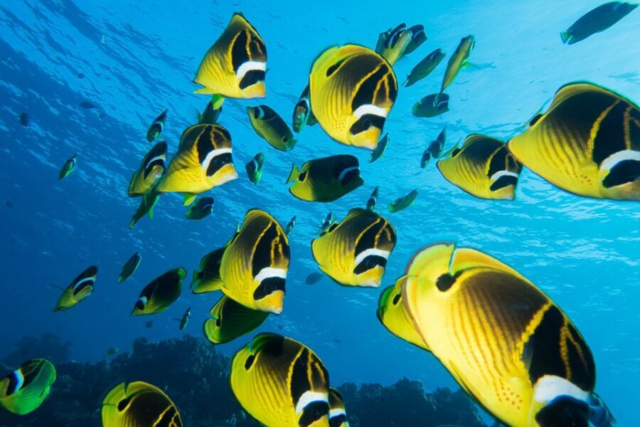 Maui: Beginner Discovery Scuba Dive Excursion from Lahaina - Why this Lahaina intro scuba setup feels beginner-friendly