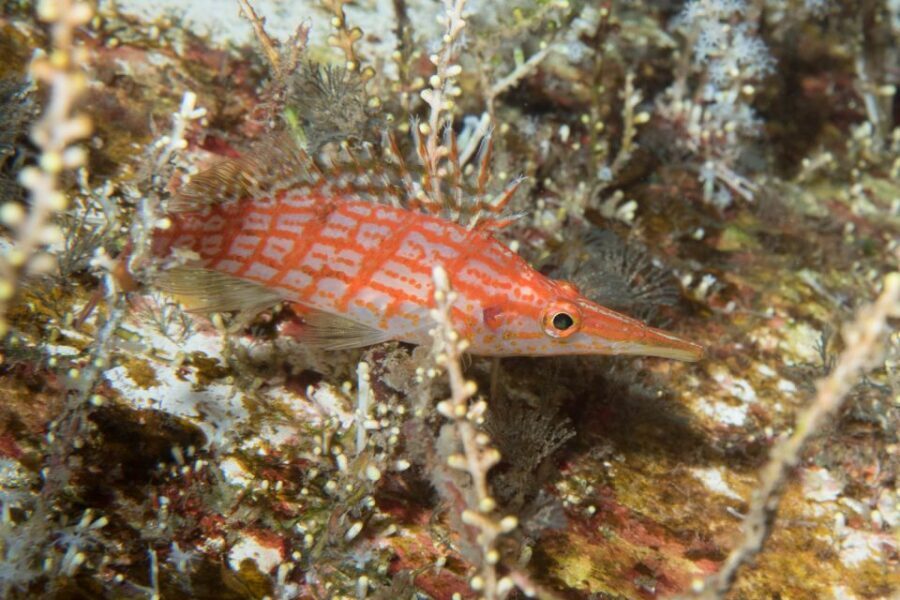 Maui: Beginner Discovery Scuba Dive Excursion from Lahaina - Your 3-hour flow: from meeting point to calm ocean time