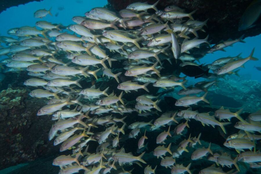 Maui: Beginner Discovery Scuba Dive Excursion from Lahaina - Equipment and instructor attention: why the gear matters