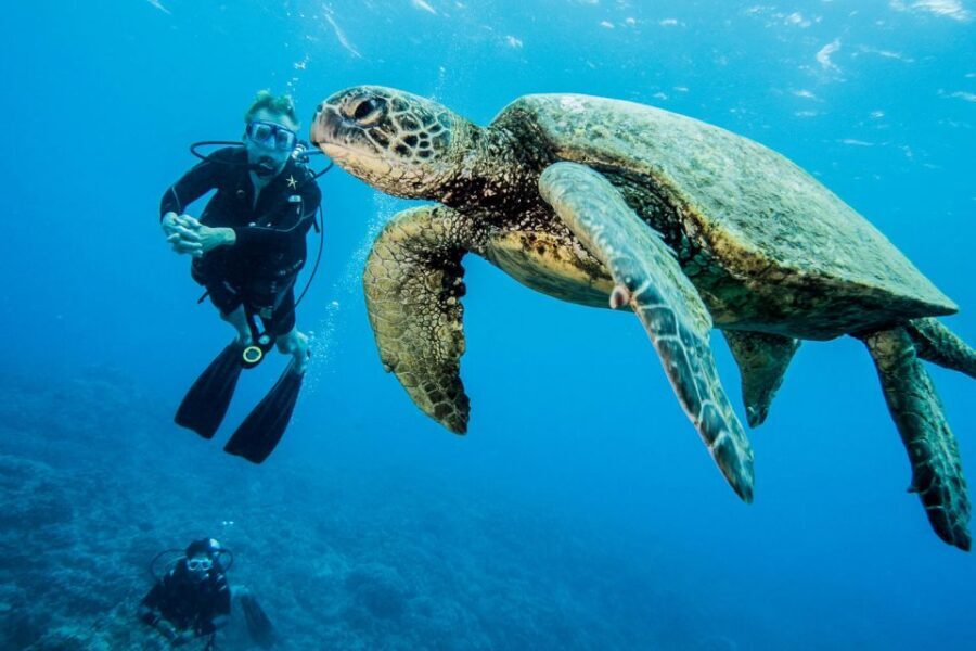 Maui: Beginner Discovery Scuba Dive Excursion from Lahaina - Price and value: is $230 reasonable for first-timers?