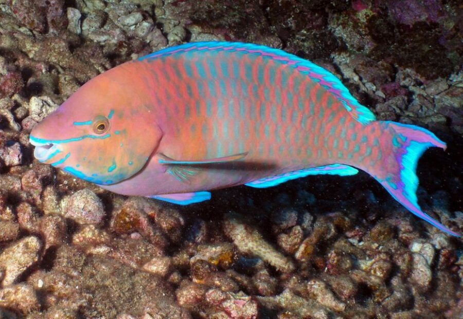 Maui: Beginner Discovery Scuba Dive Excursion from Lahaina - Who this works best for (and who should skip)