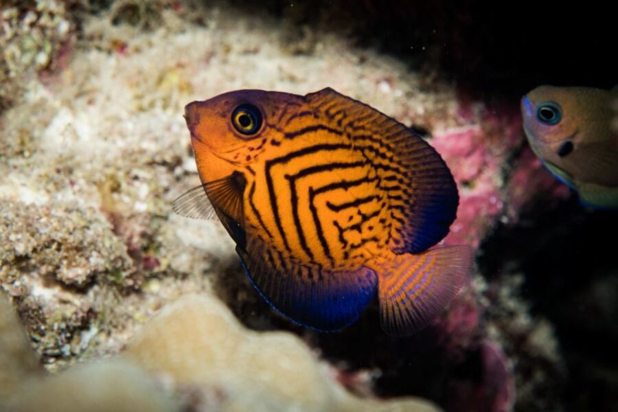 Maui: Beginner Discovery Scuba Dive Excursion from Lahaina - Flying restriction: the itinerary issue people forget