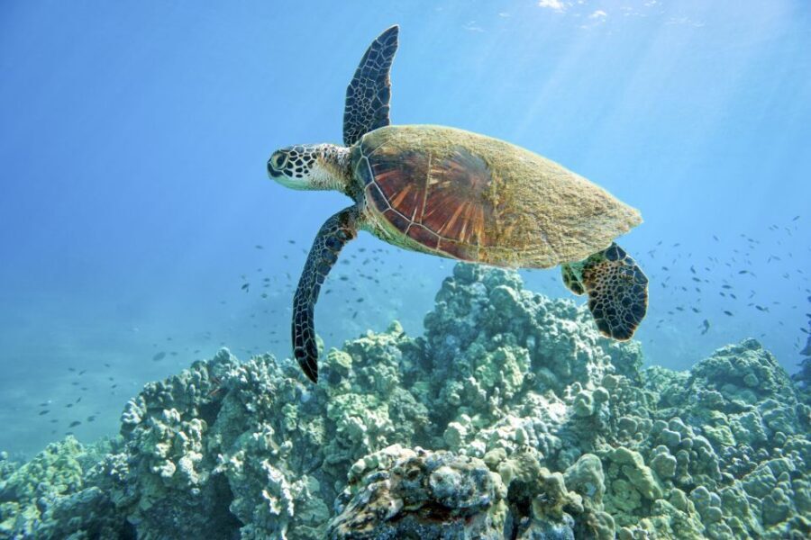 Maui: Beginner Discovery Scuba Dive Excursion from Lahaina - Should you book this Lahaina beginner scuba session?