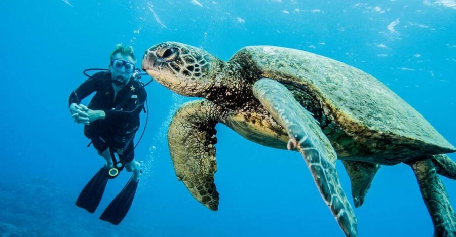 Maui: Beginner Discovery Scuba Dive Excursion from Lahaina - What you actually learn in the classroom and shallow water